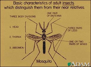 Insect, the basic features of adults