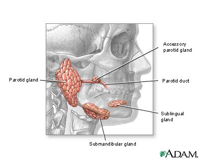 Head and neck glands