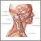 Lymph tissue in the head and neck.